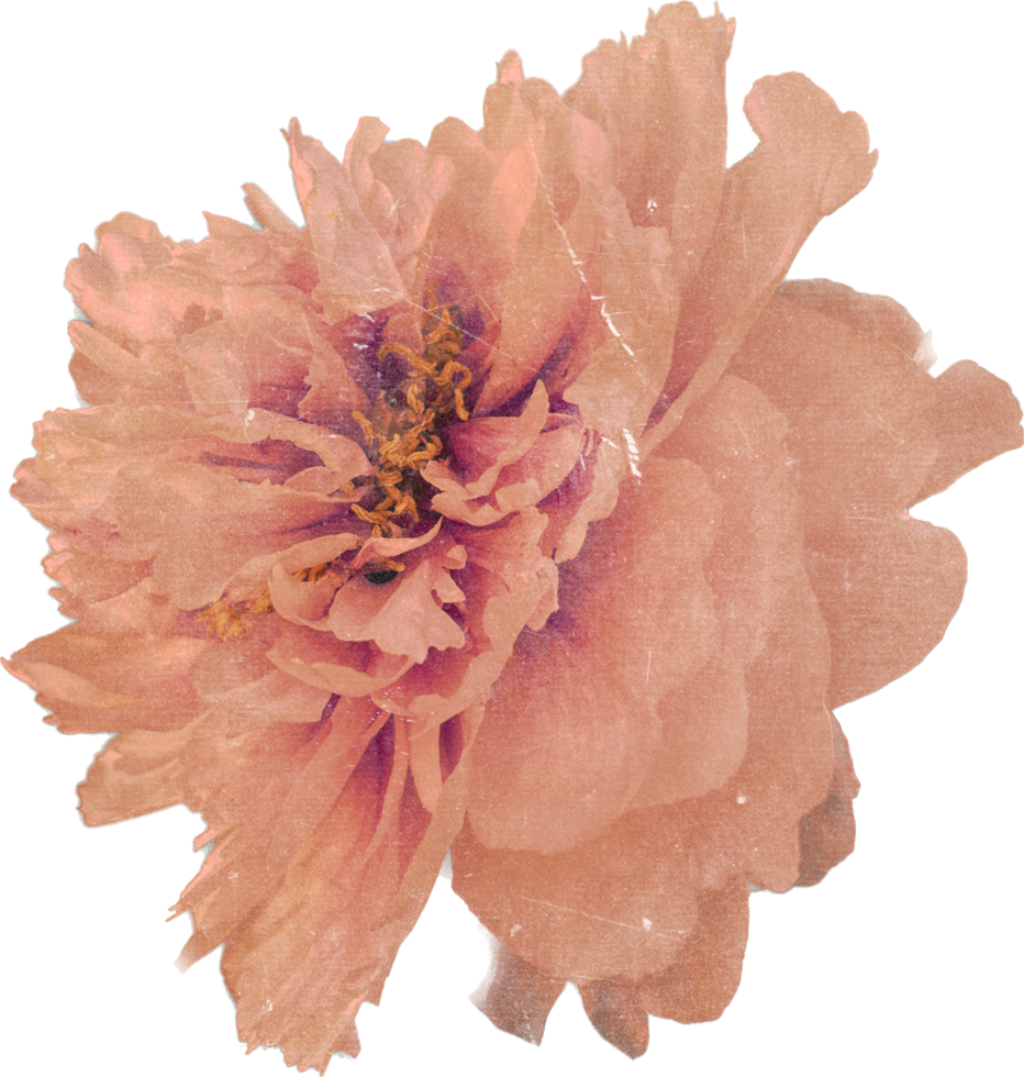 Pink realistic Vintage peony Flower. Floral botanical Printable Aesthetic elements. Cutout Scrapbooking stickers for wedding invitations, notebooks, journals, greeting cards, wrapping paper png