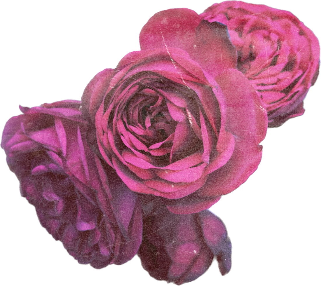 roze realistisch wijnoogst roos bloem. bloemen botanisch afdrukbare esthetisch elementen. uitknippen scrapbooking stickers voor bruiloft uitnodigingen, notitieboekjes, tijdschriften, groet kaarten, omhulsel papier png