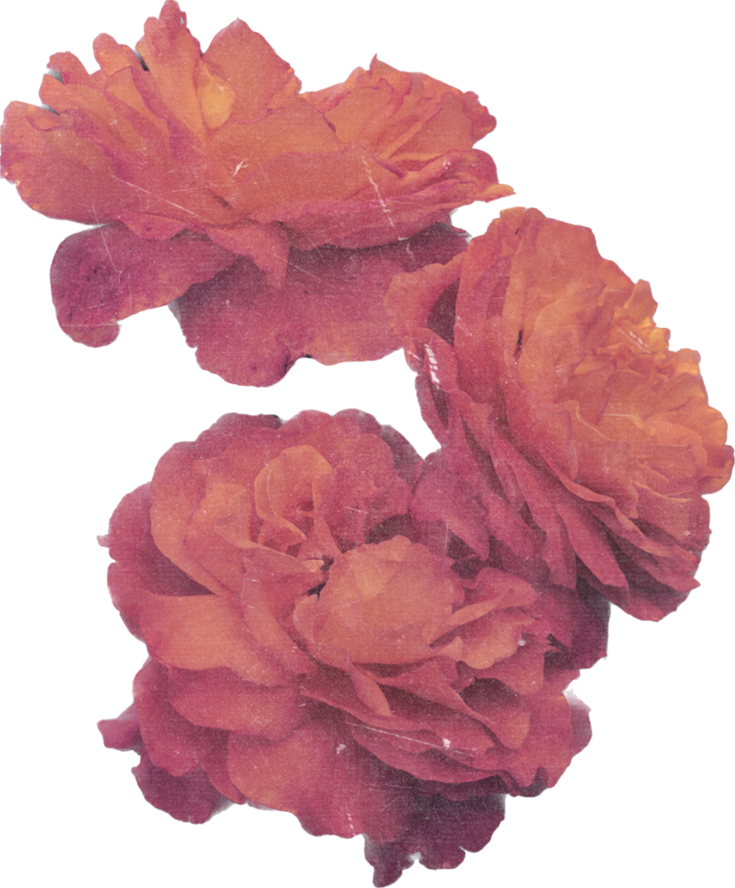 Rosa realista vintage rosa flor. floral botânico imprimível estético elementos. Cortar fora scrapbooking adesivos para Casamento convites, cadernos, diários, cumprimento cartões, invólucro papel png