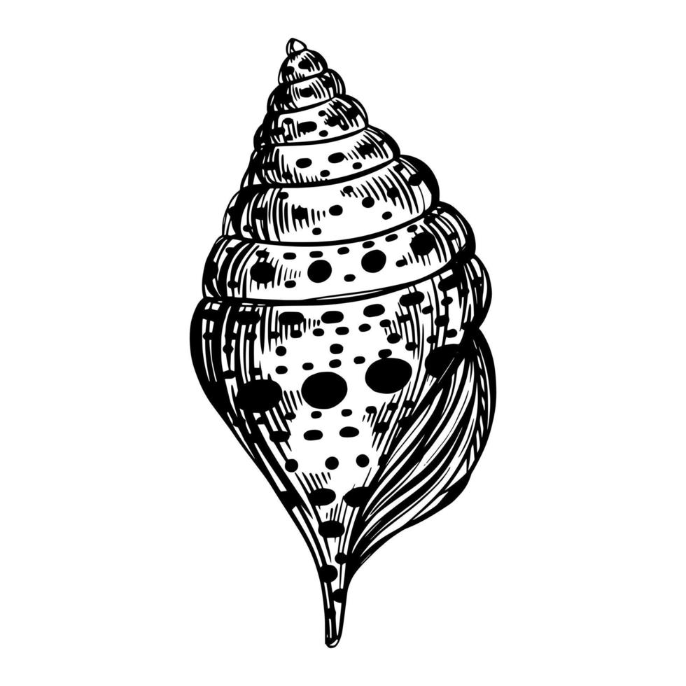 Marine spiral seashell or oceanshell with pattern for design of invitation, fabric, textile, etc. vector