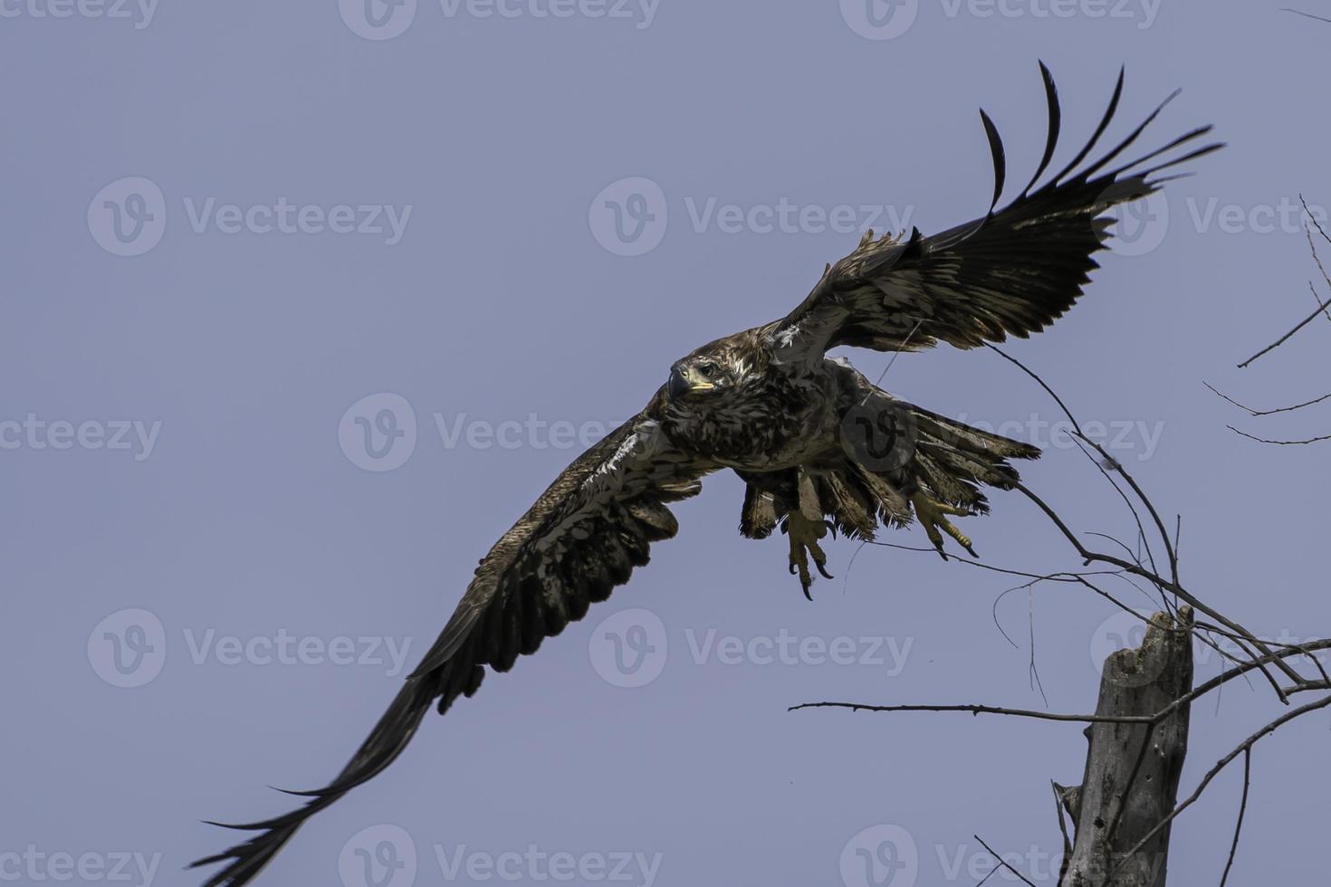 un juvenil calvo águila moscas desde sus perca en ontario, Canadá. foto