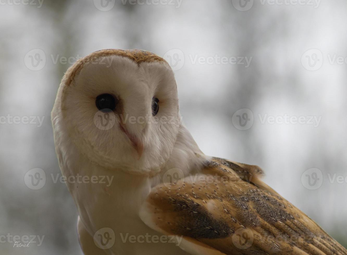 un granero búho en ontario, Canadá foto