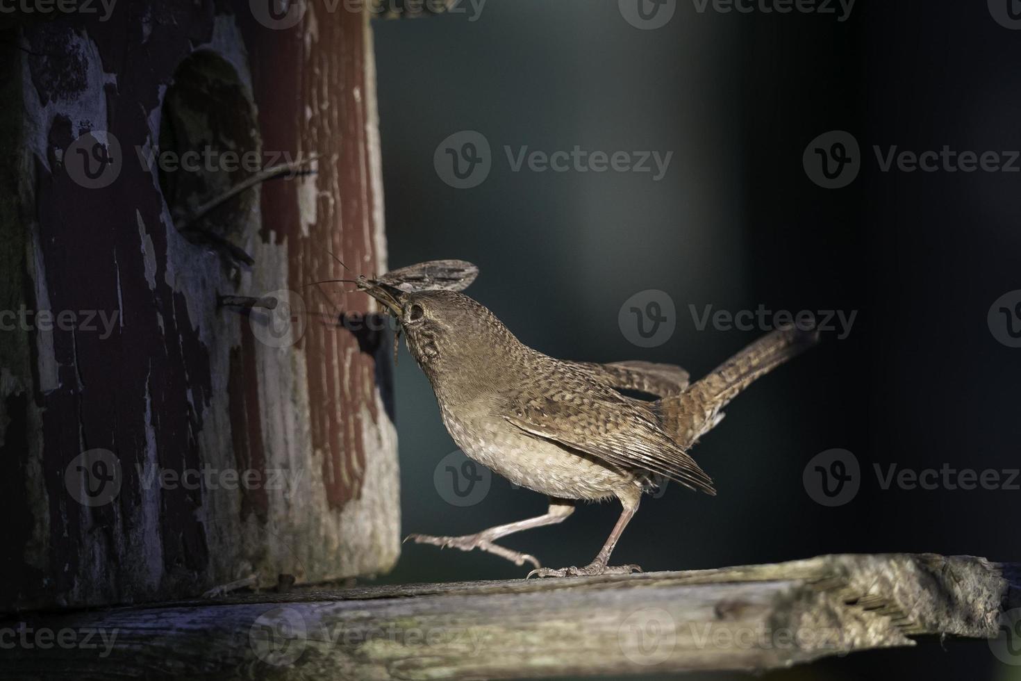 A House Wren brings insects as food for its young. photo