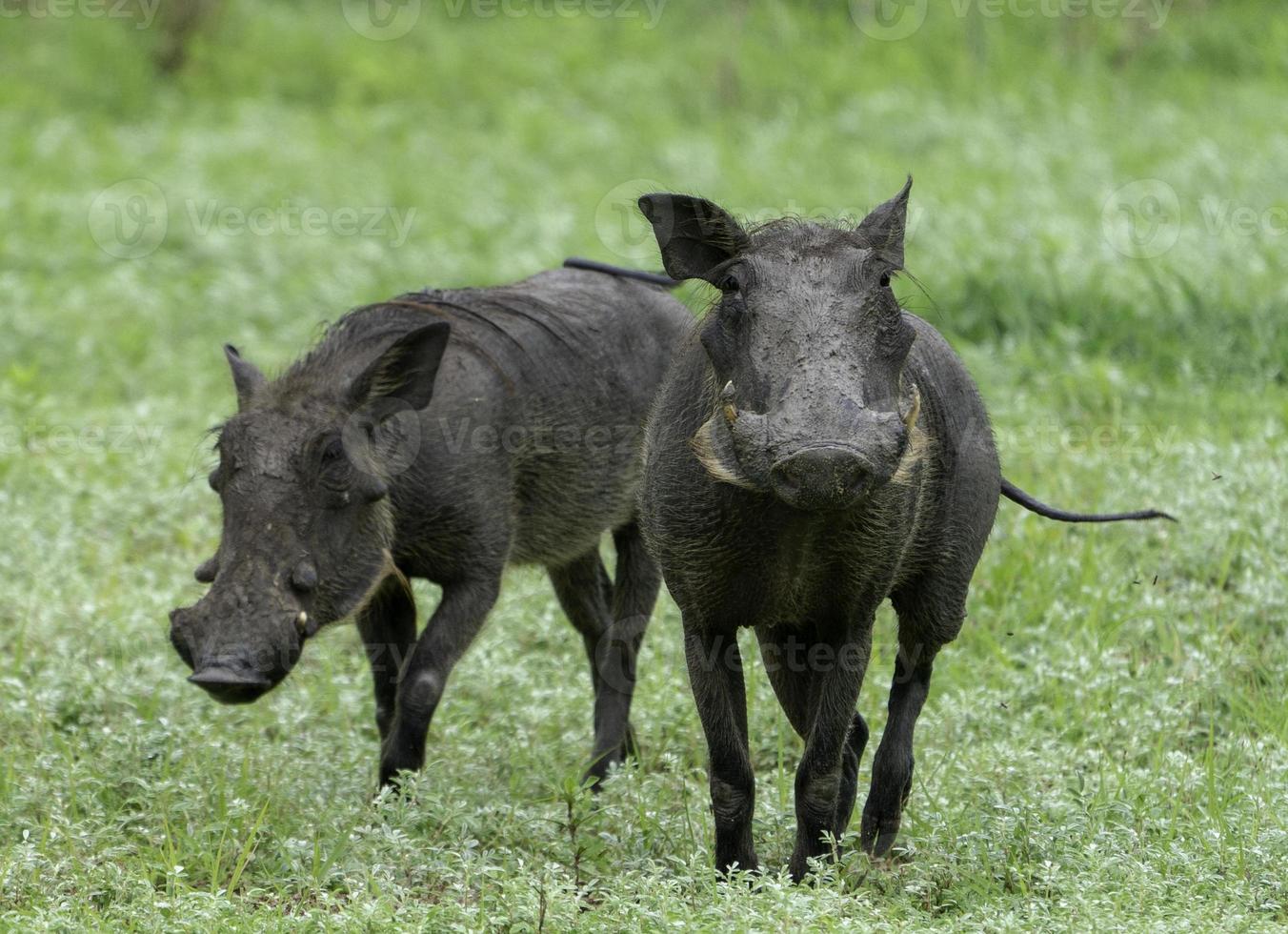 Two Warthogs in Africa photo