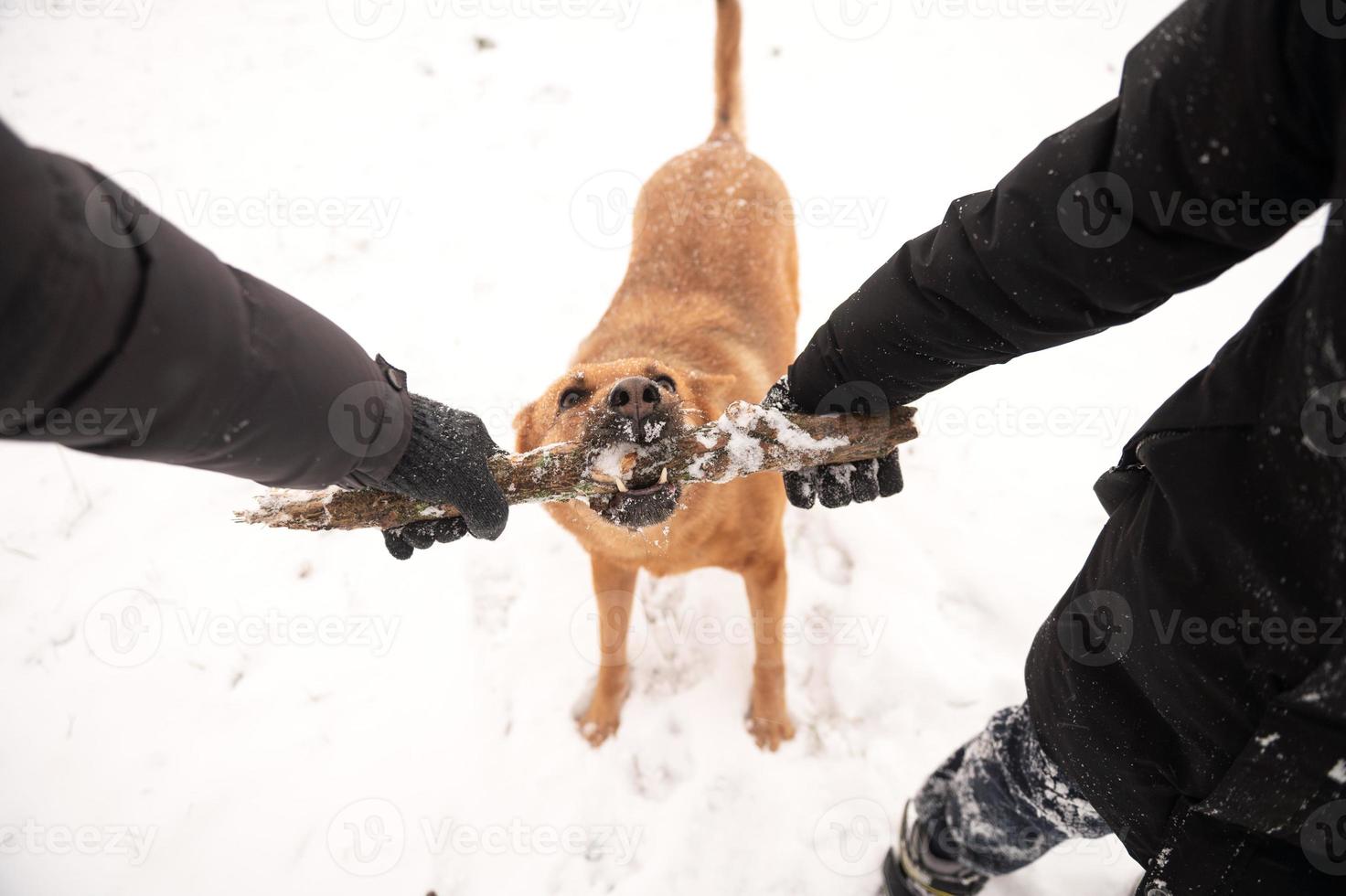 A red-haired dog takes a stick from the owner in winter photo