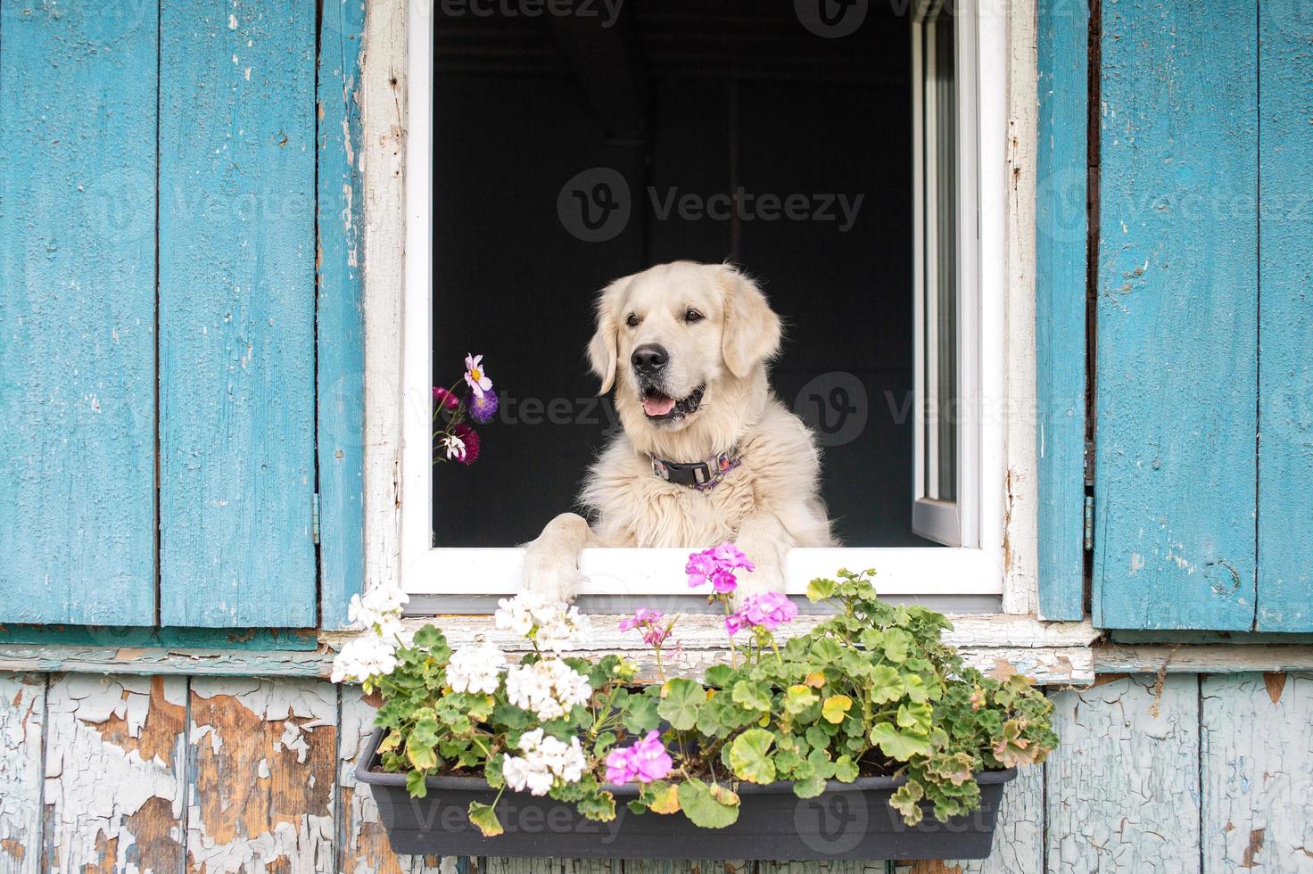 A white Labrador retriever stands with its paws in the window opening photo