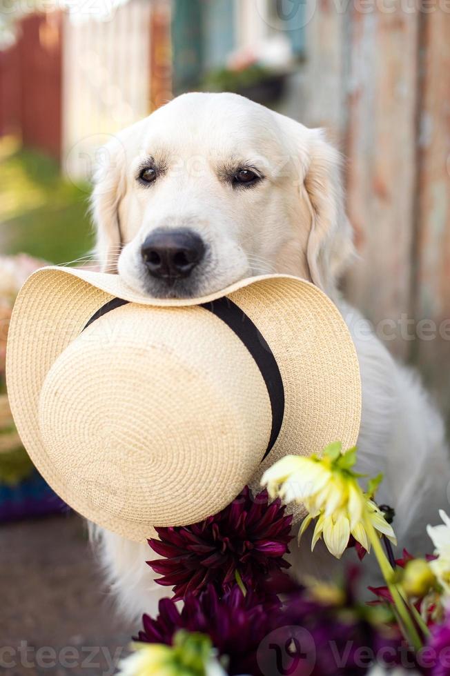 Portrait of a Labrador retriever dog with a hat in his teeth photo