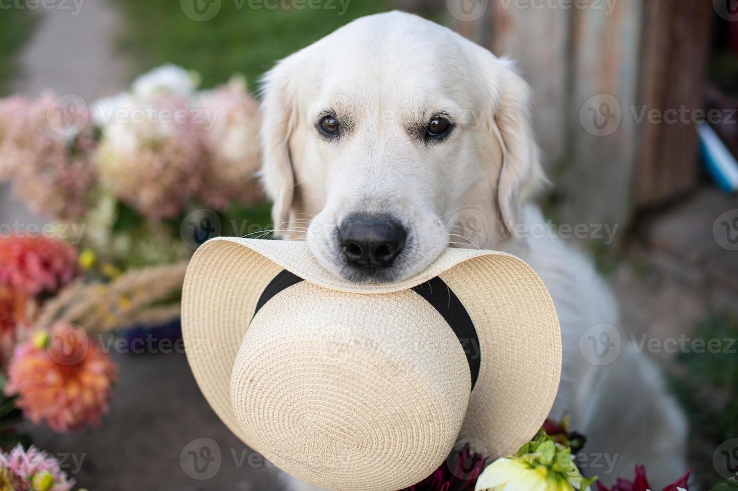 The muzzle of a Labrador retriever dog sits near flowers and holds a hat in his teeth photo