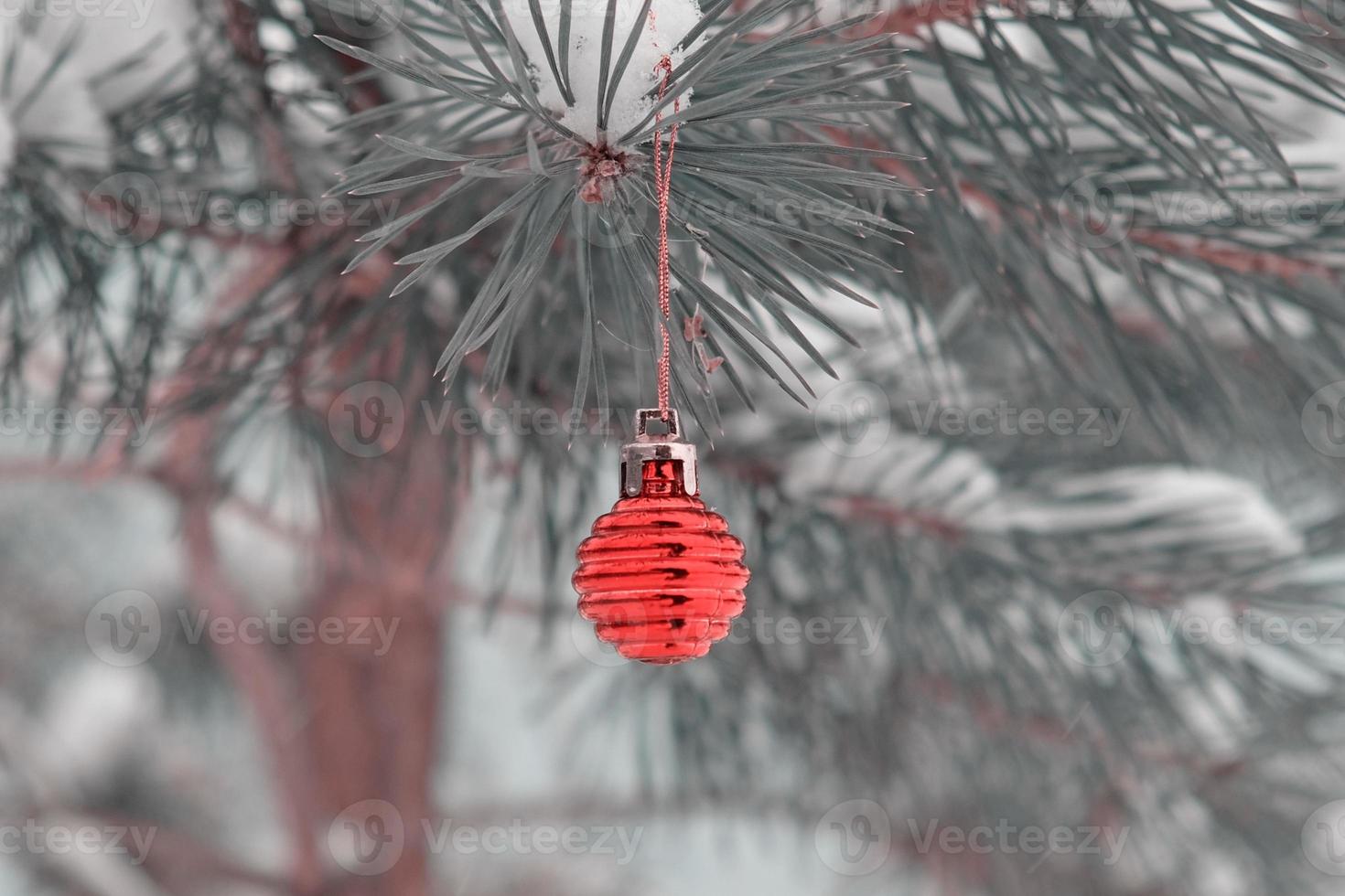 The defocused background of Fir green branches are decorated with small red ball. Selective focus. Snow-covered spruce pine branches. photo