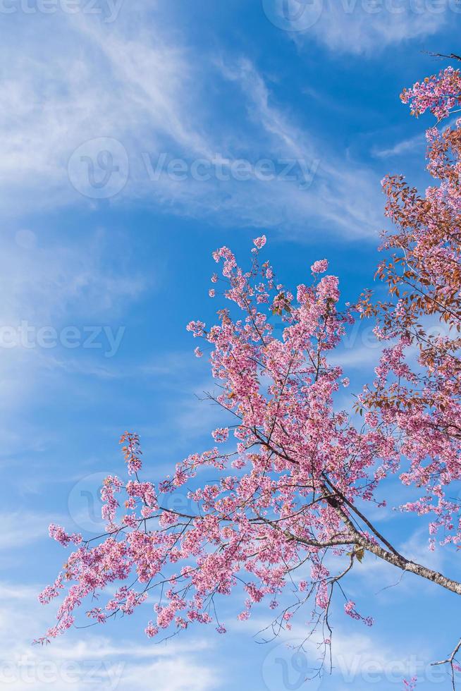 landscape of Beautiful Wild Himalayan Cherry Blooming pink Prunus cerasoides flowers at Phu Lom Lo Loei and Phitsanulok of Thailand photo