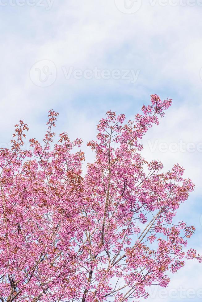 landscape of Beautiful Wild Himalayan Cherry Blooming pink Prunus cerasoides flowers at Phu Lom Lo Loei and Phitsanulok of Thailand photo