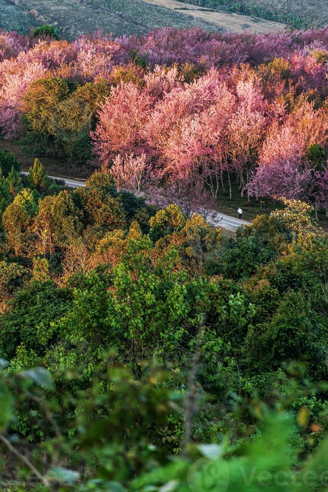 landscape of Beautiful Wild Himalayan Cherry Blooming pink Prunus cerasoides flowers at Phu Lom Lo Loei and Phitsanulok of Thailand photo