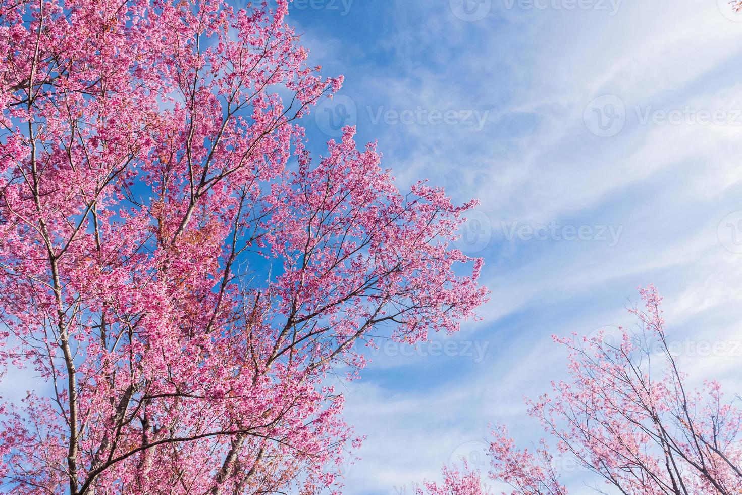 landscape of Beautiful Wild Himalayan Cherry Blooming pink Prunus cerasoides flowers at Phu Lom Lo Loei and Phitsanulok of Thailand photo