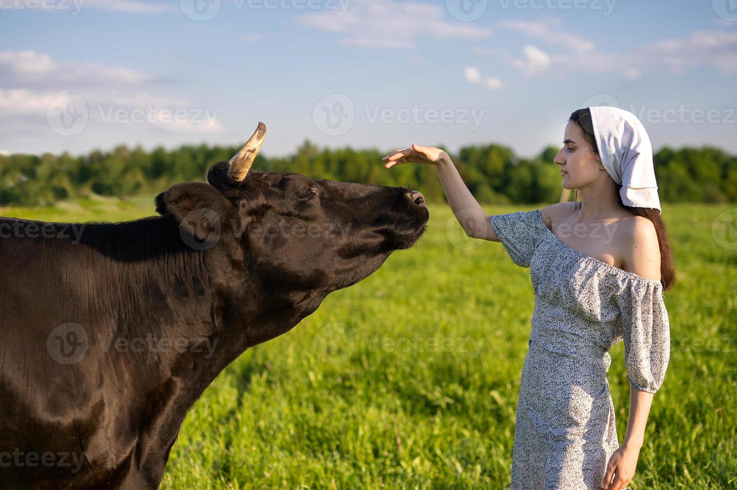 A young girl in a cow pasture stands in a dress and a kerchief and strokes a cow photo