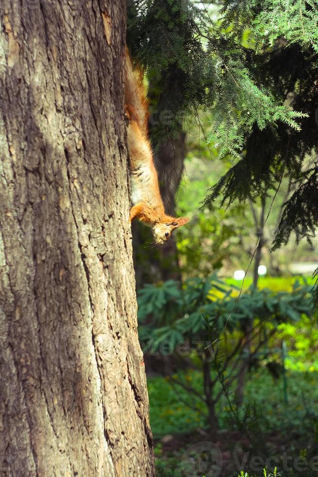 Close up wild squirrel going down tree trunk concept photo