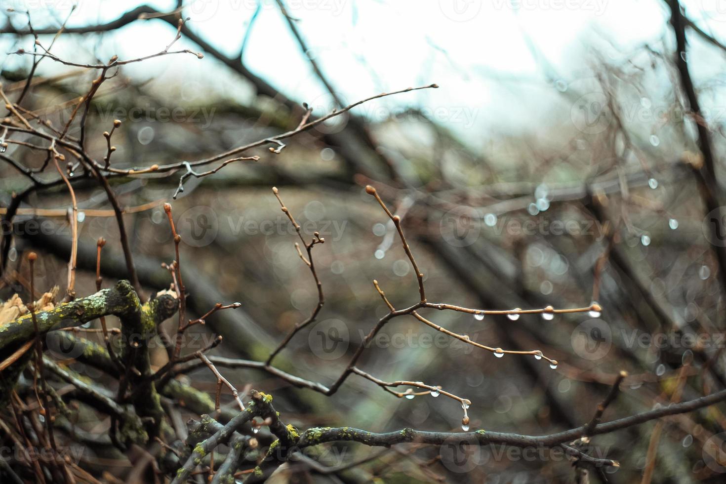 Close up wet brushwood with rain drops concept photo