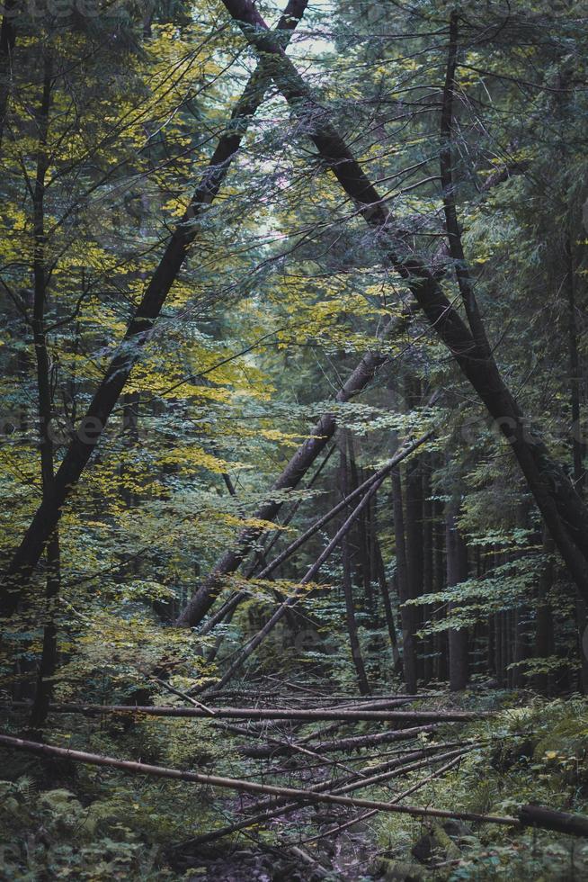 Falling thin trees in autumn forest landscape photo