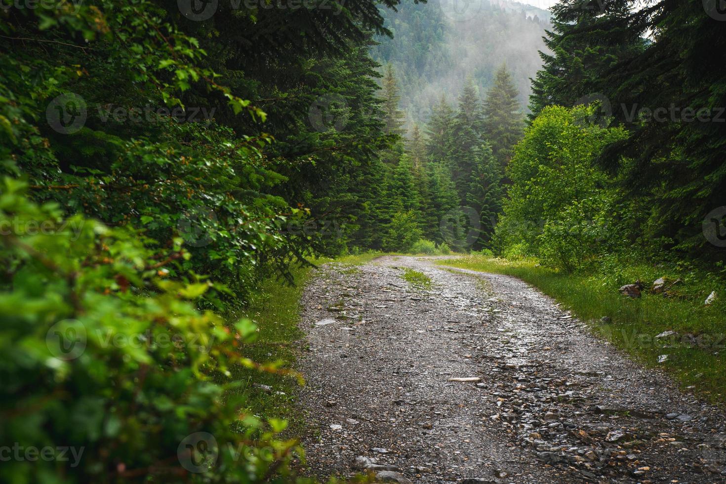 Woods trail path. Summer woods after rain. Enchanted forest in fog in morning. Landscape with fir trees, colorful green foliage with blue fog. Nature background. Dark foggy forest photo