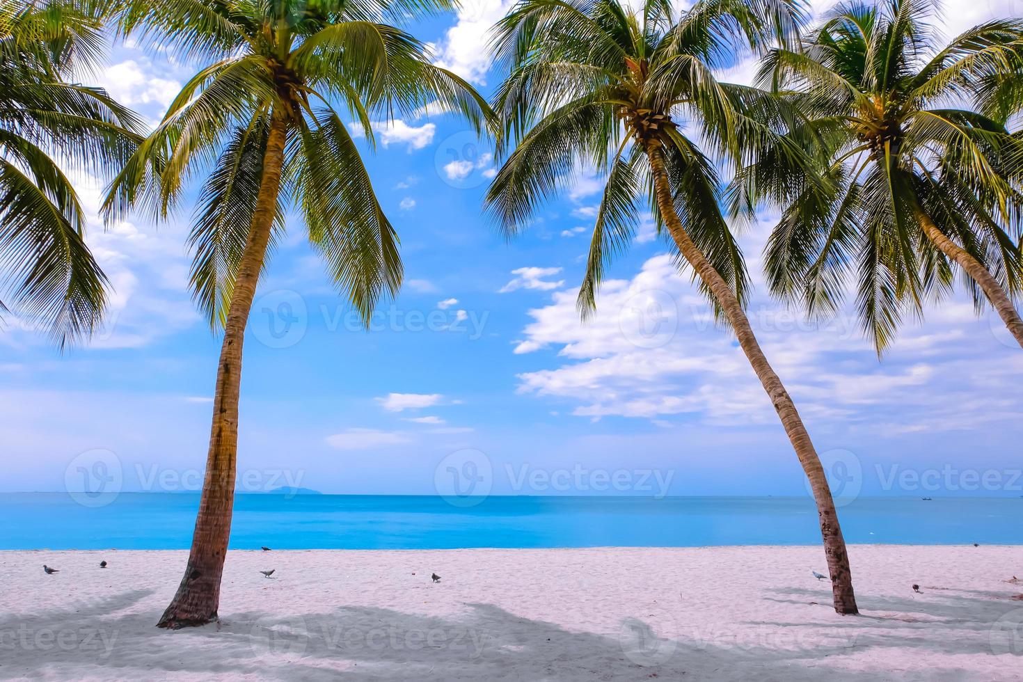 Palm tree on the tropical beach,with a beautiful sea view on blue sky nature background photo