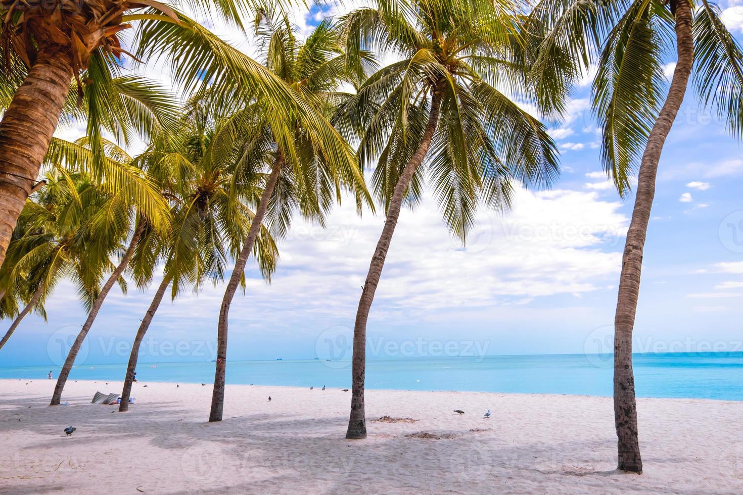 Palm tree on the tropical beach,with a beautiful sea view on blue sky nature background photo