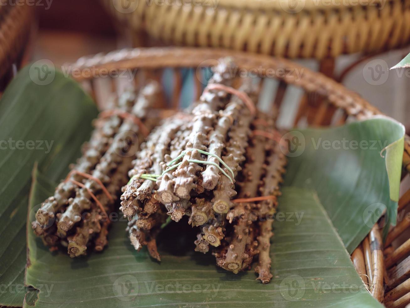 Tinospora cordifolia herb Thai on market photo