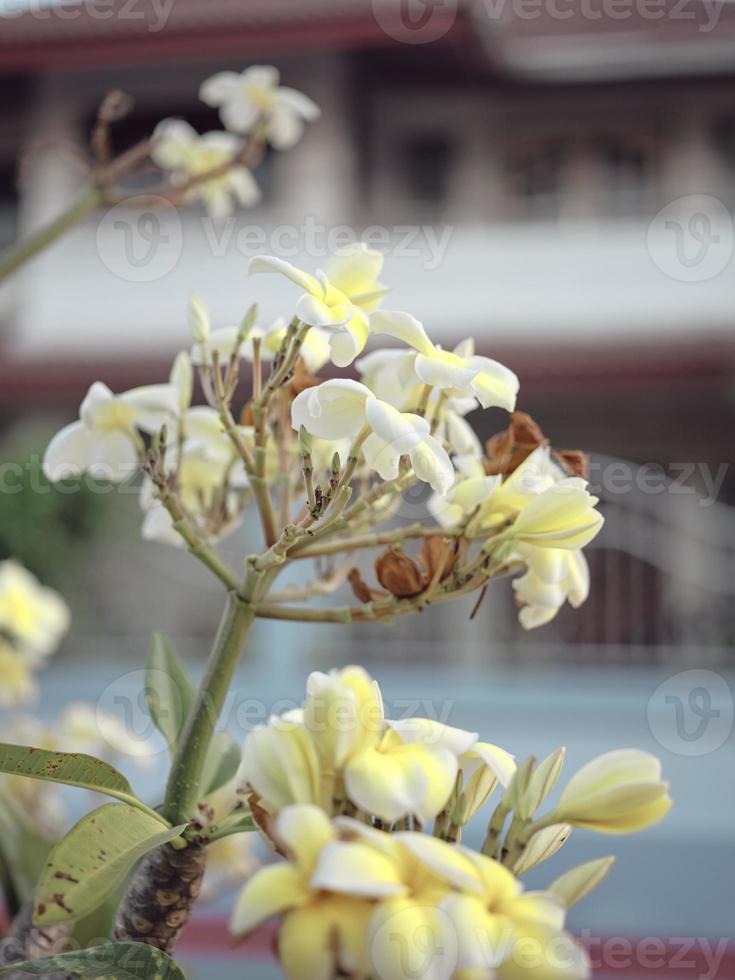 Frangipani flowers or Plumeria flowers in the morning sun photo