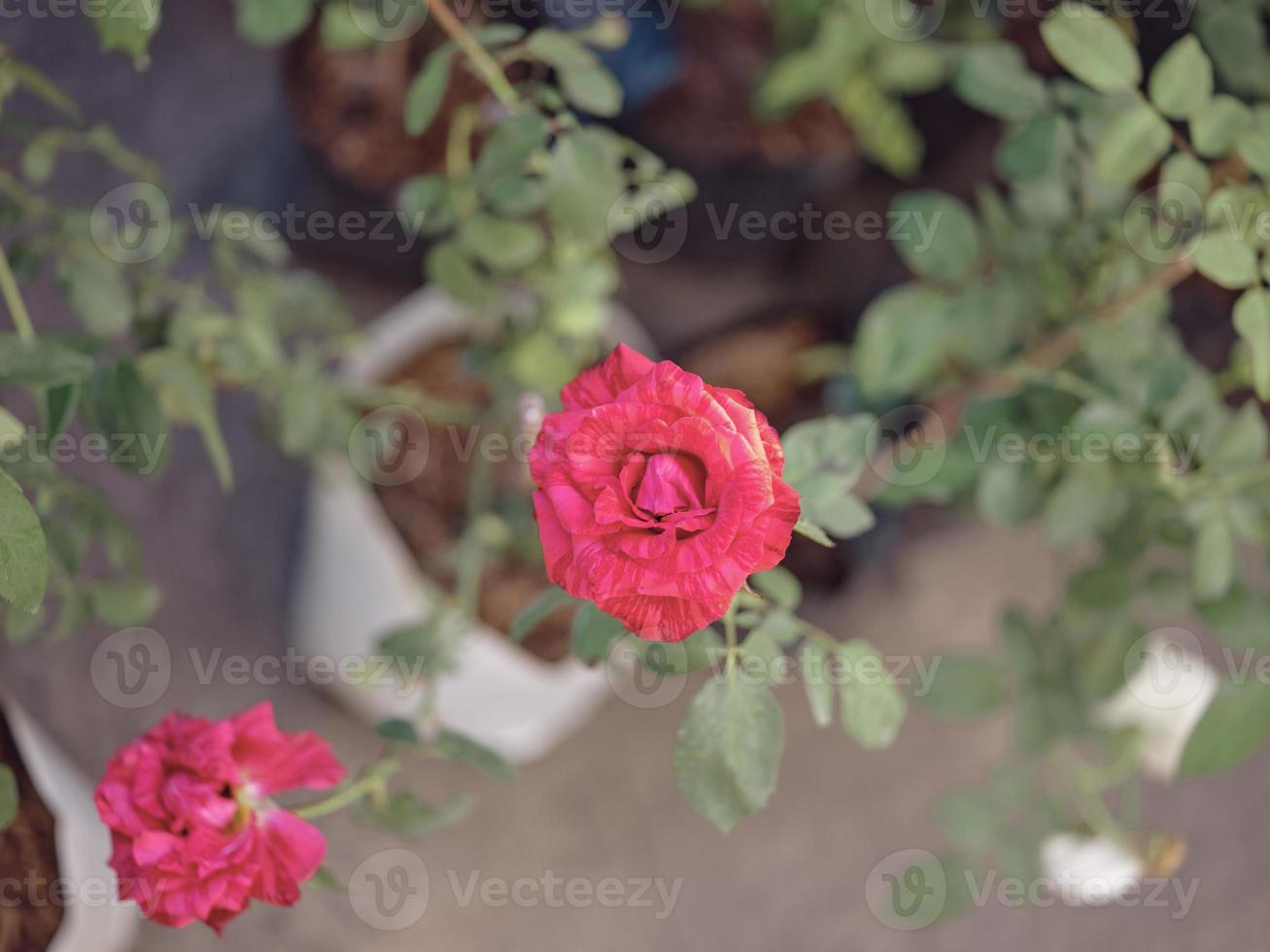 Pastel colored roses.  Concept valentine 's day photo