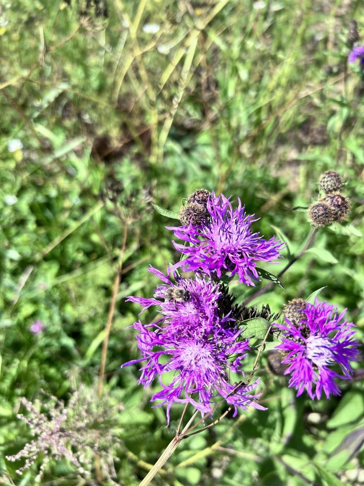 Summer Thistle flowers photo