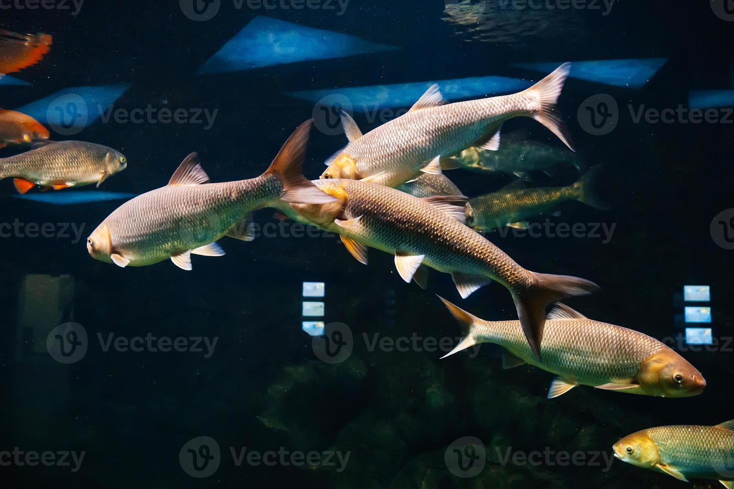 agua dulce río pescado debajo agua en el acuario foto