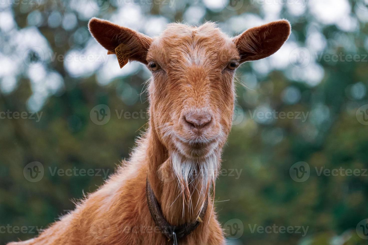 beautiful brown goat portrait in the farm photo