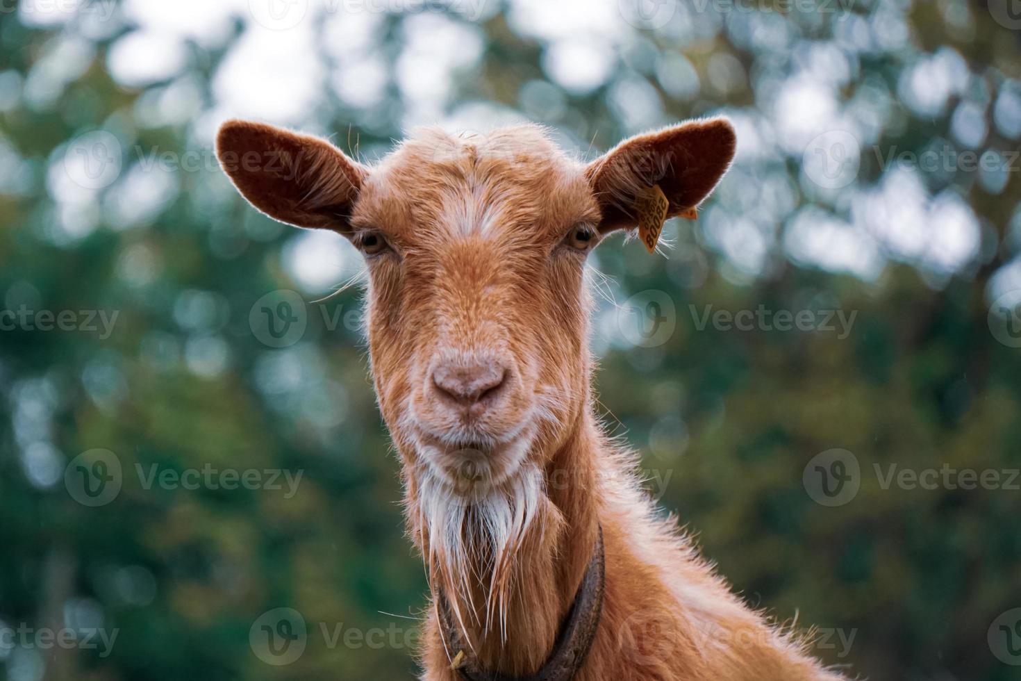 hermosa marrón cabra retrato en el granja foto