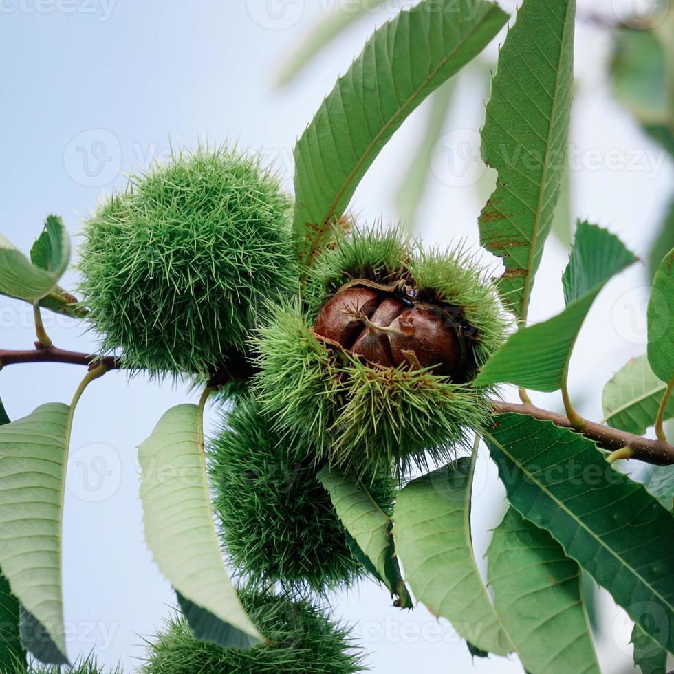 chestnuts on the chestnut tree in autumn season photo