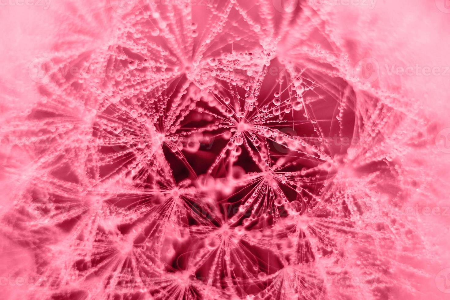 de cerca macro de un diente de león flor con suave selectivo atención en color 2023 Viva magenta. de moda color de 2023 foto