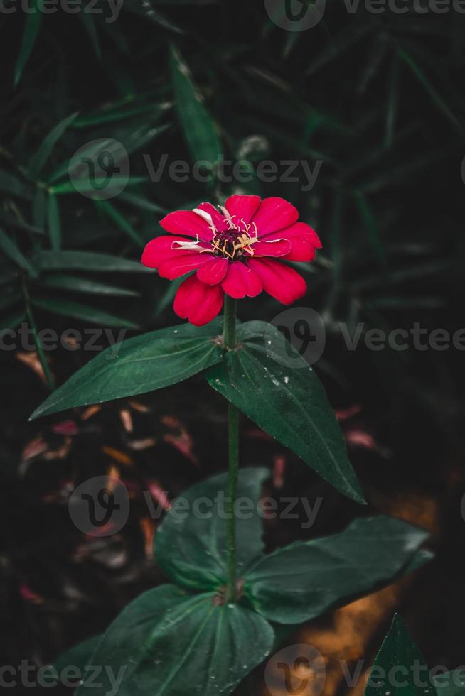 blanco común zinnia, elegante zinnia flor en el jardín con oscuro antecedentes foto