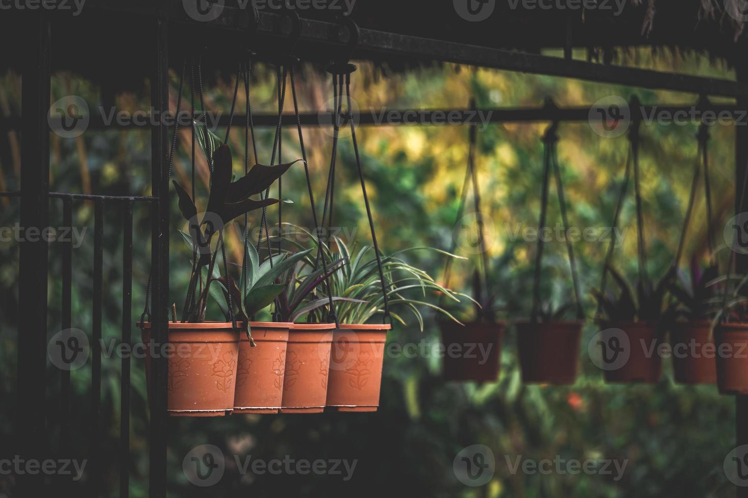 cactus in flower pot, flower in the garden photo