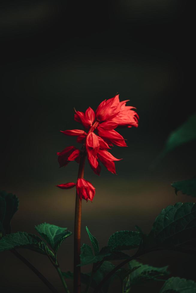 salvia splendens flor, escarlata sabio flor en el bangladeshi jardín foto