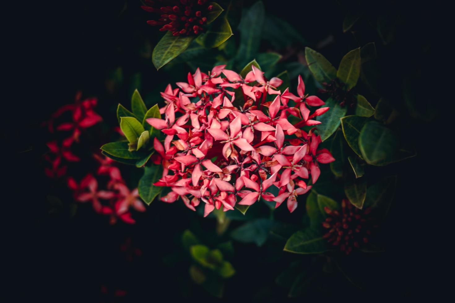 Chinese ixora, Ixora chinensis, West Indian Jasmine flower in the garden photo