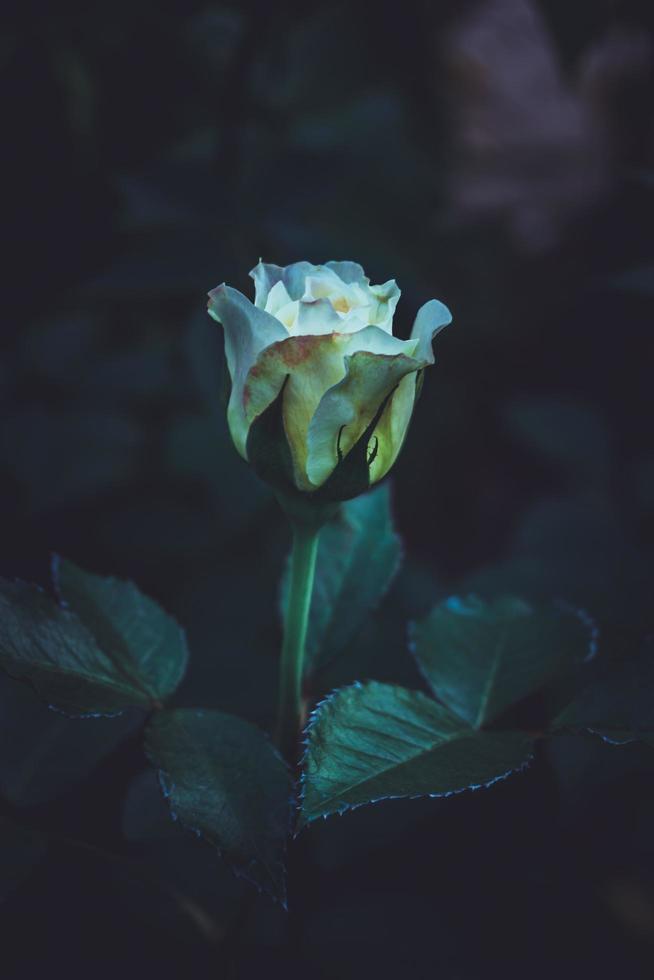 Garden rose, white rose, Rose in the garden, bangladeshi garden rose photo
