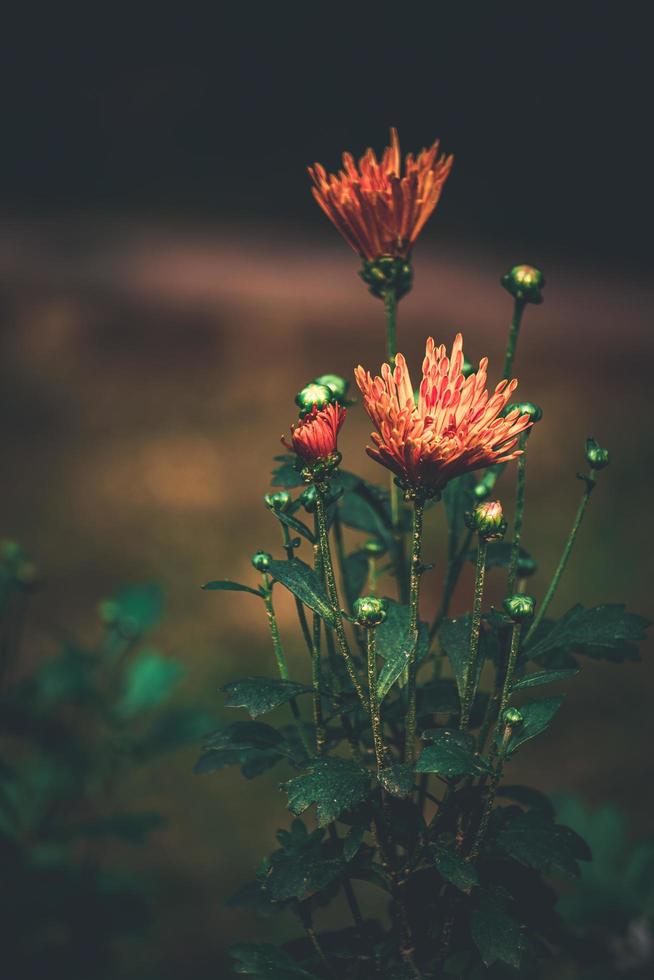 Coimbatore flower, bangladeshi garden flower, photo