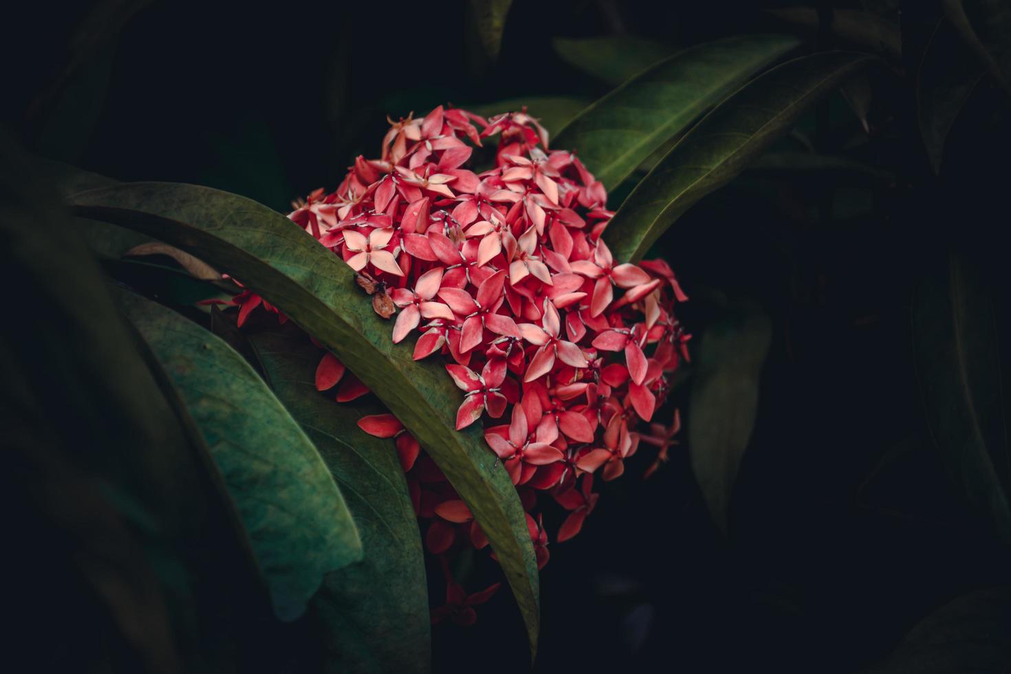 Chinese ixora, Ixora chinensis, West Indian Jasmine flower in the garden photo