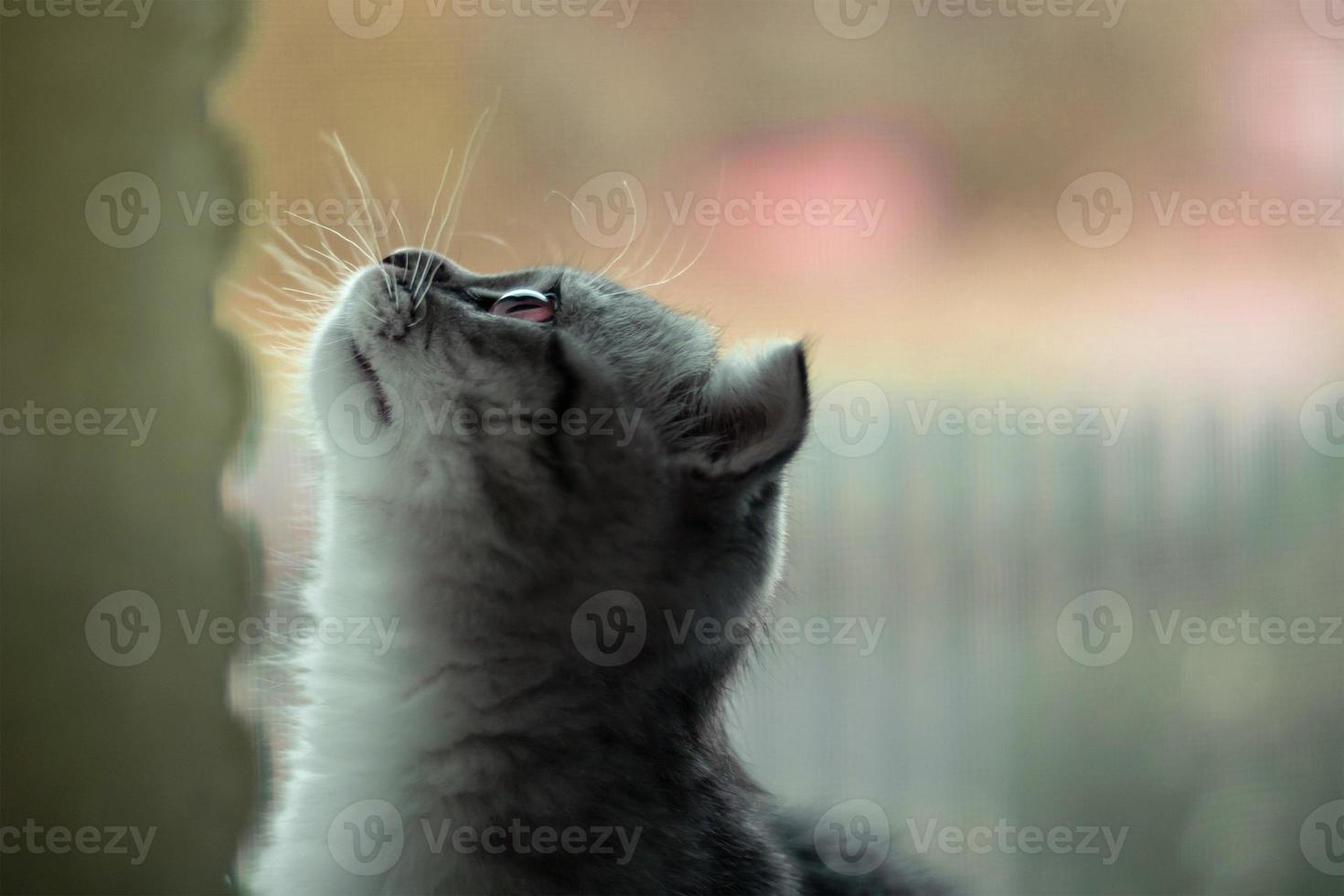 photo of a kitten in profile with its head up. horizontal photo of a kitten's head