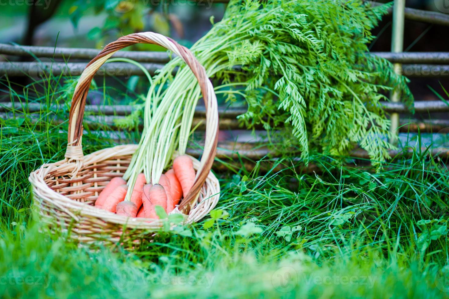 cesta con Fresco zanahorias foto