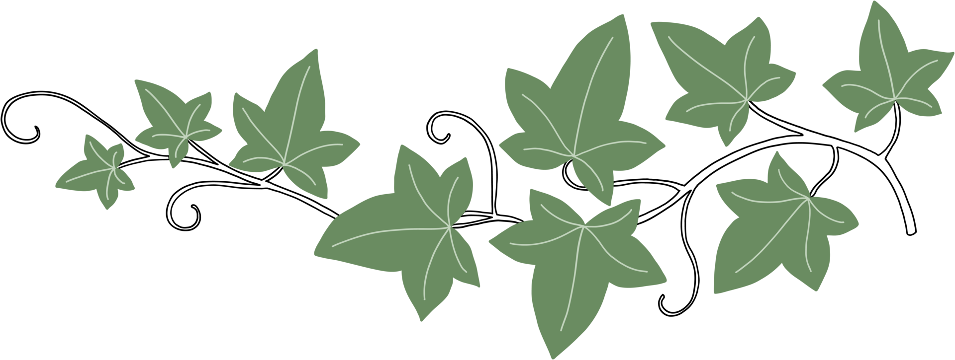 Simplicity ivy freehand drawing png