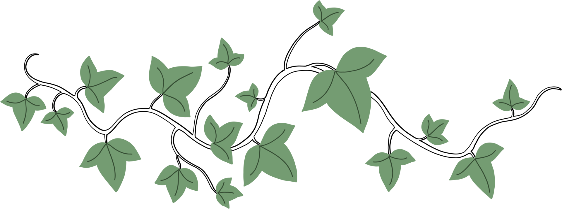 Simplicity ivy freehand drawing png