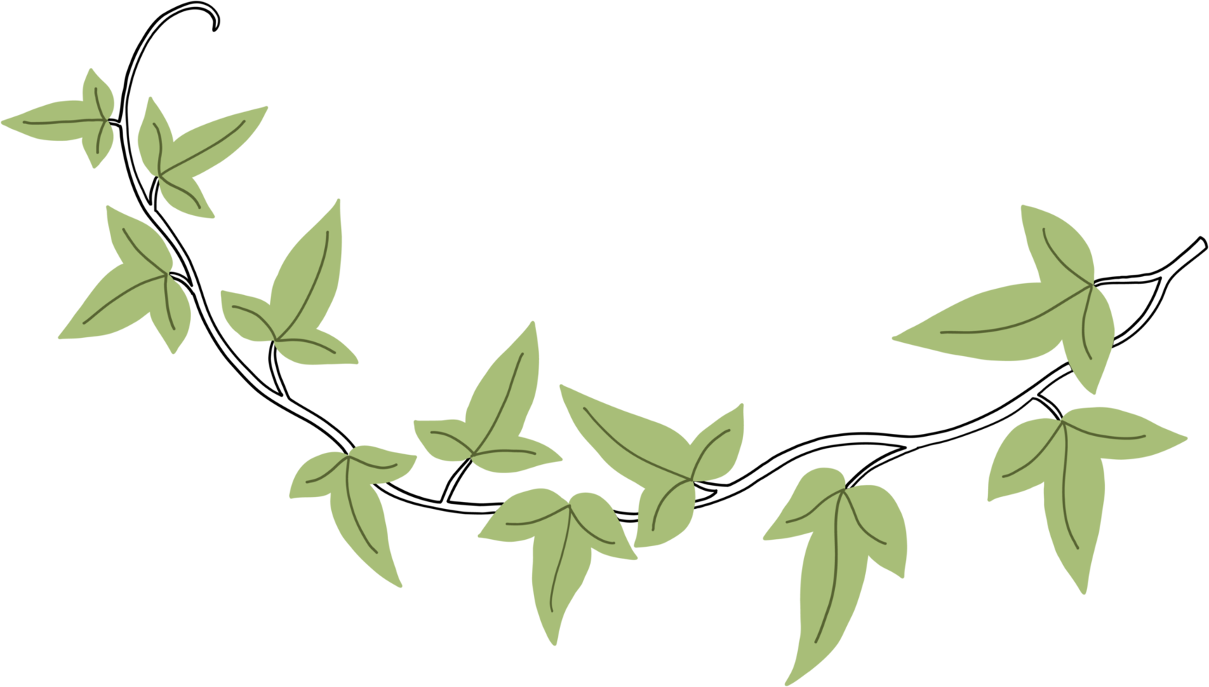 Simplicity ivy freehand drawing png