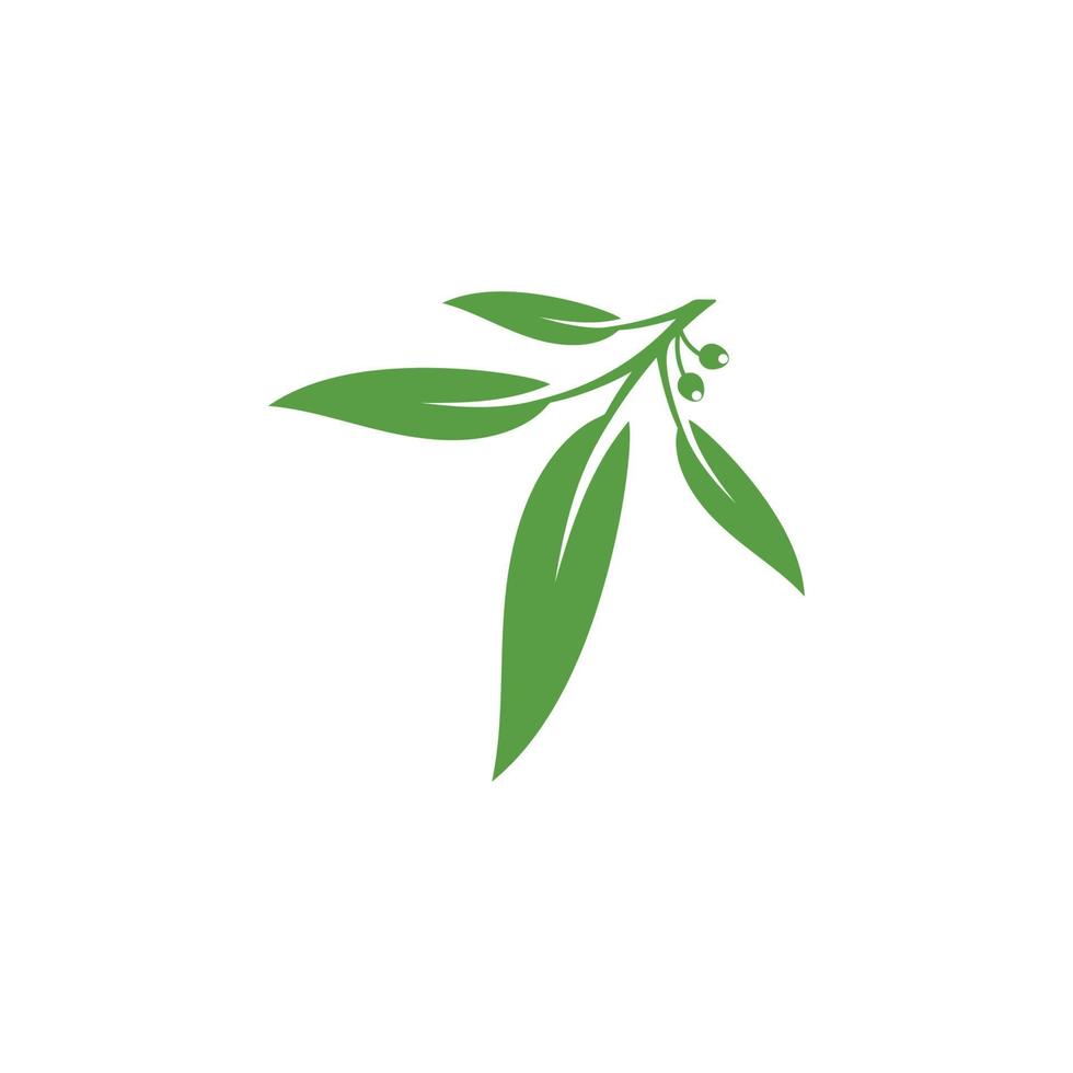 Eucalyptus leaves floral logo vector template