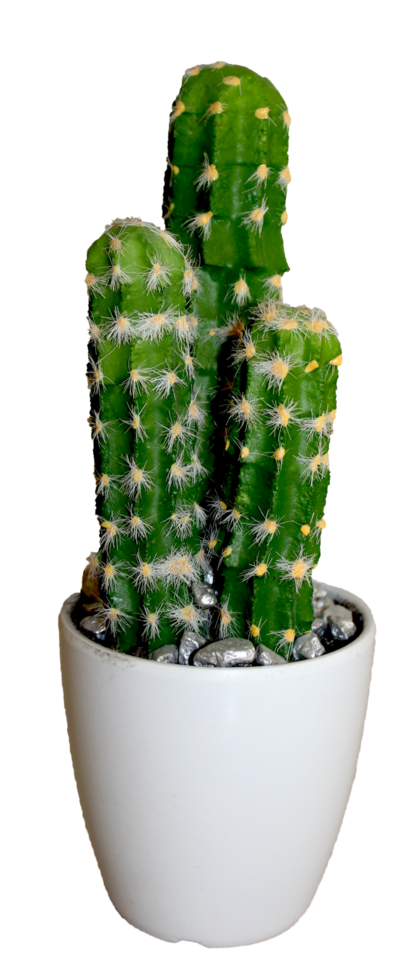 Cactus isolated object png