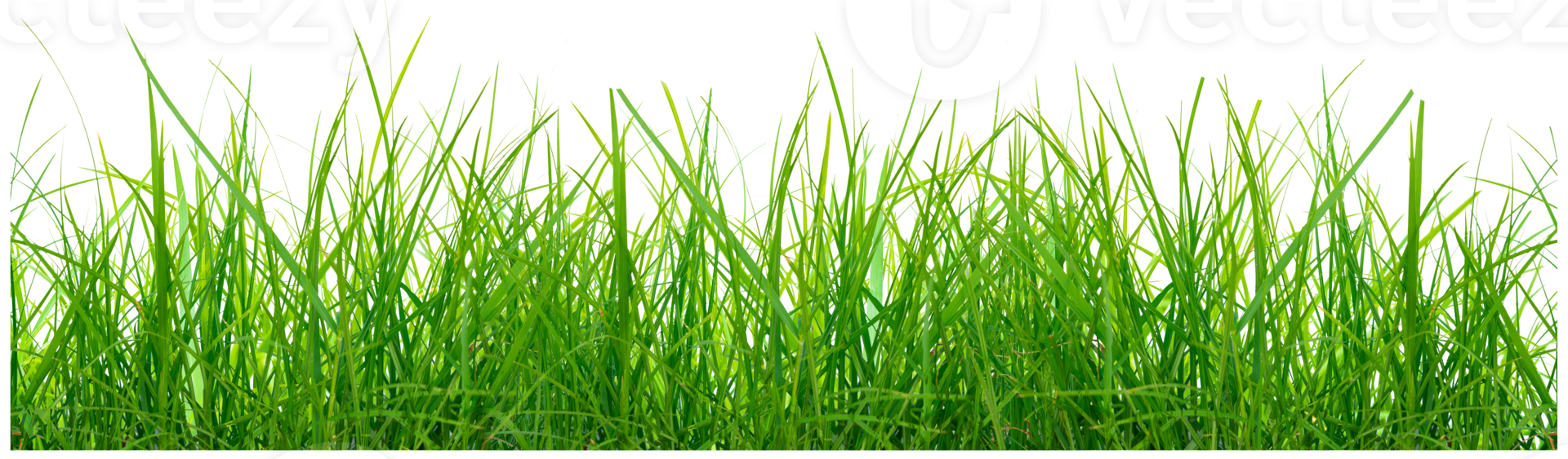 Green grass for decorative png