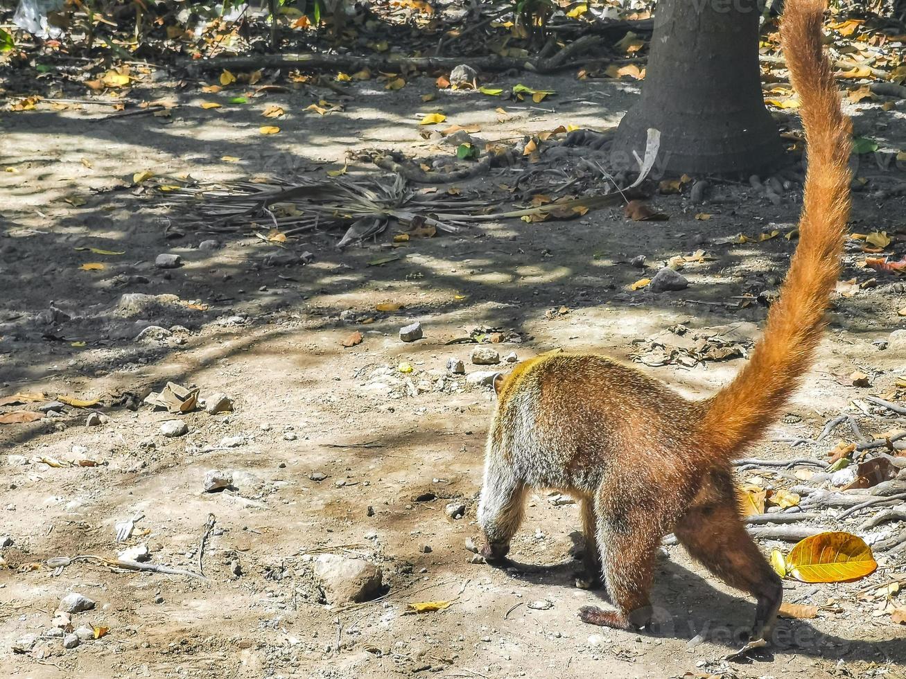 Coati looking for food on the floor in Tulum Mexico. photo