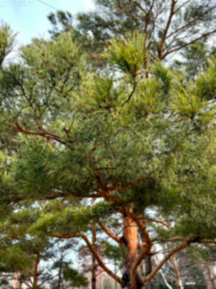 un árbol con un borroso antecedentes. un soleado modelo en un antiguo árbol tocón. parque, arboles foto